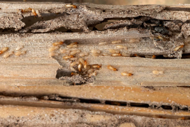Best Exterminator Services  in Victory Lakes, NJ